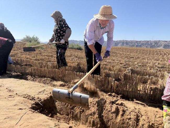 宁夏境内腾格里沙漠锁边完成 绿色长城全线贯通