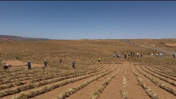 厦门配资平台 宁夏境内腾格里沙漠锁边完成 绿色长城全线贯通