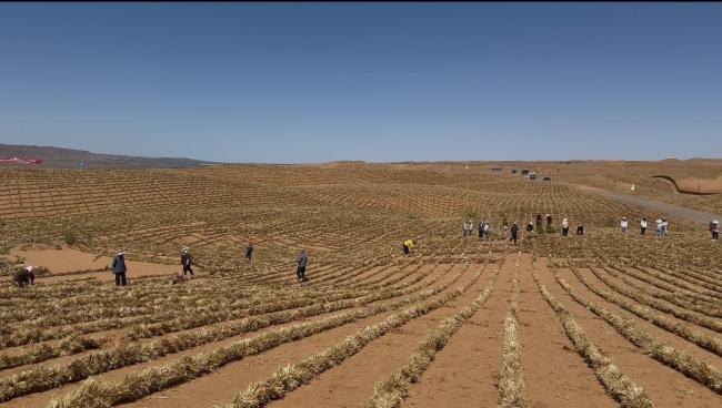 宁夏境内腾格里沙漠锁边完成